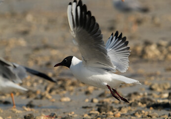 Black-headed gull flying