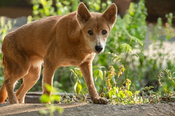 Australia's wild dog