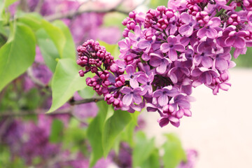 Macro image of spring lilac violet flowers. Selective focus.