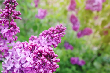Fototapeta premium Macro image of spring lilac violet flowers. Selective focus.