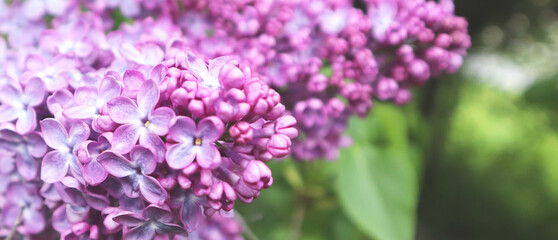 Obraz na płótnie Canvas Macro image of spring lilac violet flowers. Selective focus. Banner.