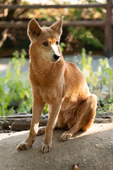 Australia's wild dog