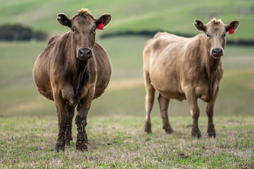 Cows grazing on grass