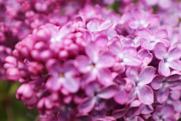 Macro image of spring lilac violet flowers. Selective focus.