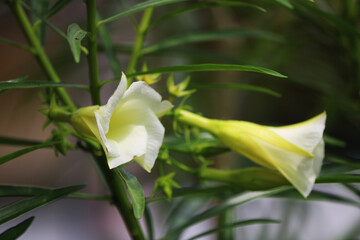 White 'Korobi' flowers 