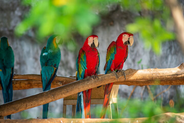 Fototapeta na wymiar Green-winged Macaw