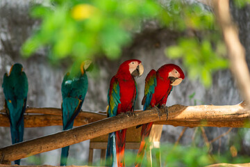 Green-winged Macaw