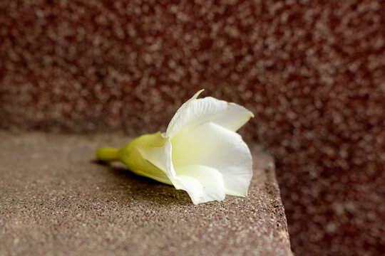 White 'Korobi' flowers 