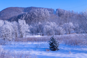 北海道冬の風景　富良野市の樹氷