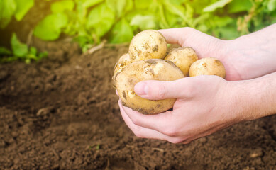 Farmer holds freshly picked potatoes in the field. Harvesting, harvest. Organic vegetables. Agriculture and farming. Potato. Selective focus.