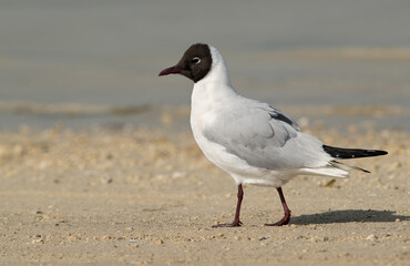 Black-headed gull at Busaiteen coast, Bahrain
