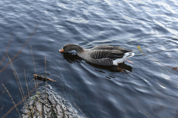 duck swimming on the edge of a lake