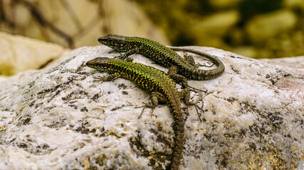 Naklejka na ściany i meble two lizards on a rock suface of the riverbank in the Italian region Lazio