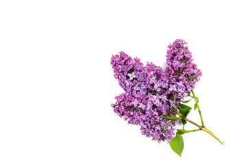 Blossom lilac branch isolated on white background. minimal plat lay concept,