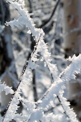 Winter Russia Forest Trees Mountains Snow Cold Path Creek Trees