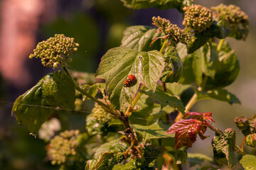 Viburnum, flowers, ladybug.