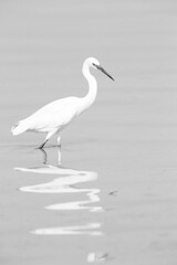 Western reef egret white morphed fishing at Busaiteen coast
