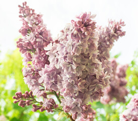 Lilac flowers (Syringa vulgaris). Lilac blooming branch. Blooming Lilac gardens, abstract soft floral background. Closeup, selective focus.