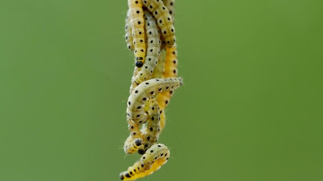 Close up view of caterpillar family rappeling down of web in forest