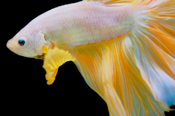 Fototapeta premium Golden betta with isolate black background.