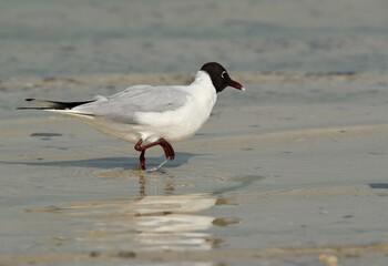 Black-headed gull feeding at Busaiteen coast, Bahrain