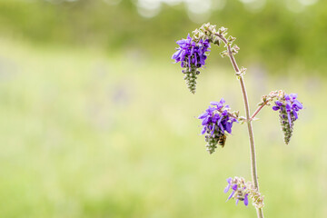 Obraz premium Wild flower on a blurry green background.