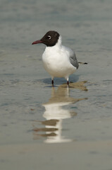 Black-headed gull and reflection