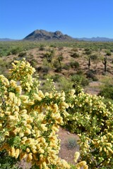 Fototapeta na wymiar boyce thompson arboretum superior arizona