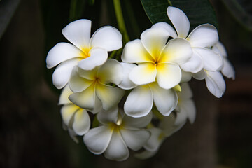 White Frangipani flowers are blooming in the garden.