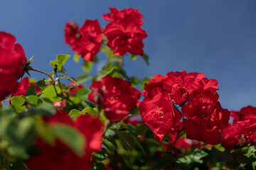 Red flowers on a background of blue sky.