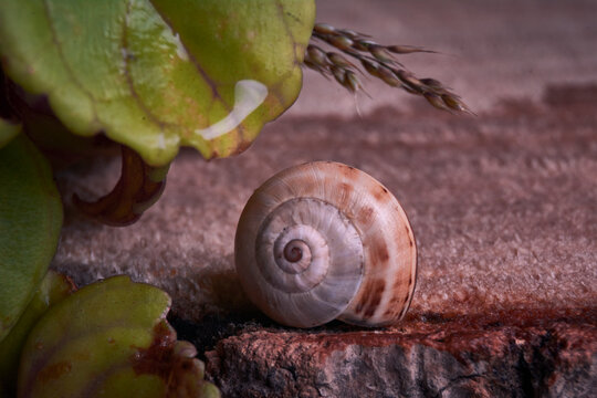 Brown colored snail on tree trunk