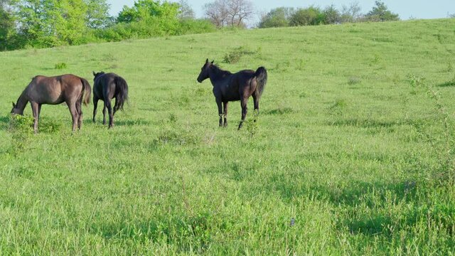 Wild horse defecate on grass
