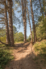 Fototapeta na wymiar Corsican pine in the Dutch nature park Koningshof
