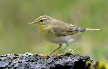 Gloomy Wood Warbler (Phylloscopus sibilatrix) simple posing in sping forest with green background