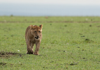 Lion cub walking, Masai Mara