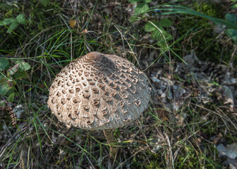 Parasol mushroom in the Dutch nature park Koningshof