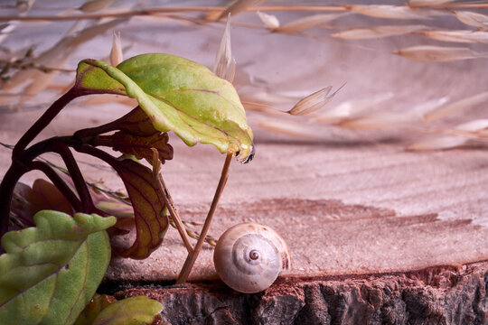 Brown Colored Snail On Tree Trunk