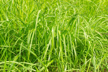 Elymus repens (wheatgrass, wheat grass, couch grass) texture. A lot of green grass stalks with long leaves. Herbaceous background, beautiful herbal texture. Close-up, selective focus.
