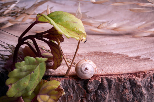 Brown Colored Snail On Tree Trunk