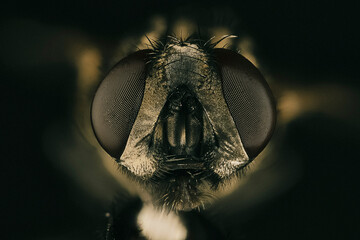 Fotografia macro de la cabeza de una mosca comun