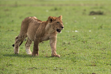 Lion cub, Masai Mara