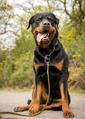 Entspannt sitzender Rottweiler