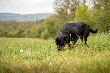 Rottweiler folgt Fährte 