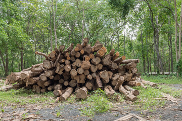 pile of logged wood in a Buriram forest