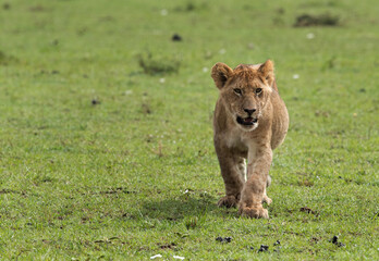 Portrait of a Lion cub, Masai Mara