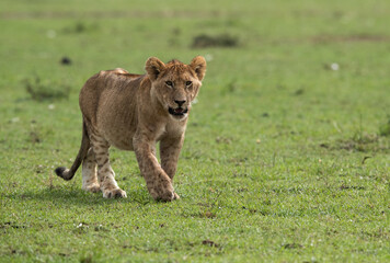 Lion cub in the Savannah