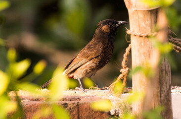 Indian Red-vented Bulbul