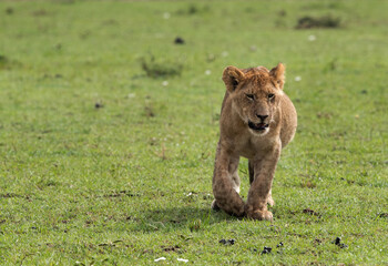 Fototapeta na wymiar Lion cub walkign on the grasses, Masai Mara