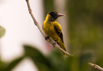 Yellow Bird