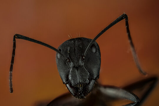 Fotografia macro de la cabeza de una hormiga sobre fondo naranja